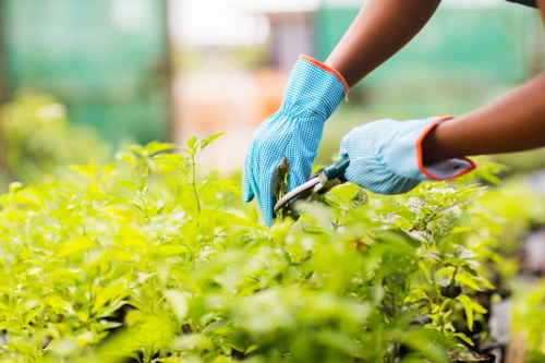 The image shows a gardener wearing blue gloves using pruning shears to trim the dense, green foliage of a hedge or shrub in an outdoor garden space. The plants have healthy, vibrant leaves with a bright green hue, indicating active growth. In the background, blurred elements suggest a well-maintained garden area or greenhouse, with natural daylight illuminating the scene, potentially on a sunny day. The setting appears to be part of a landscaped backyard or front garden in Putney, with attention to detail in shaping and maintaining garden borders or hedges. Gardening tools and the close-up focus reflect careful plant care practices, consistent with services offered by Gardening Services Putney for garden shaping and maintenance. The environment emphasizes a neat, flourishing outdoor space suitable for landscaping and garden upkeep activities, supporting outdoor garden enhancement and hedge trimming services.