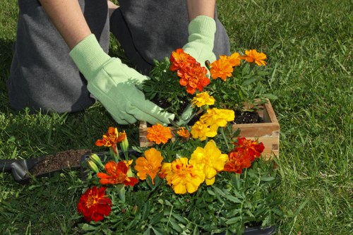 A person wearing light green gardening gloves is planting vibrant marigold flowers in a small wooden planter box placed on a well-maintained grassy lawn. The flowers display bright orange, yellow, and red blooms, contrasting with the dark green foliage. The garden area appears to be part of a residential outdoor space with neatly trimmed grass and natural sunlight illuminating the scene, suggesting it is a clear day. Visible in the background is more lawn area, with no other garden elements or structures present. The scene reflects typical outdoor gardening activity that a professional gardening service in Putney might perform to enhance a garden's appearance and plant health, using appropriate planting techniques and tools to create a colourful flower bed. The overall environment is tidy and inviting, emphasizing the importance of skilled garden maintenance and planting services offered by Gardening Services Putney to local homeowners seeking garden enhancements and outdoor care.